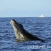 whale_humpback_sb_h_2560_dom2616.jpg